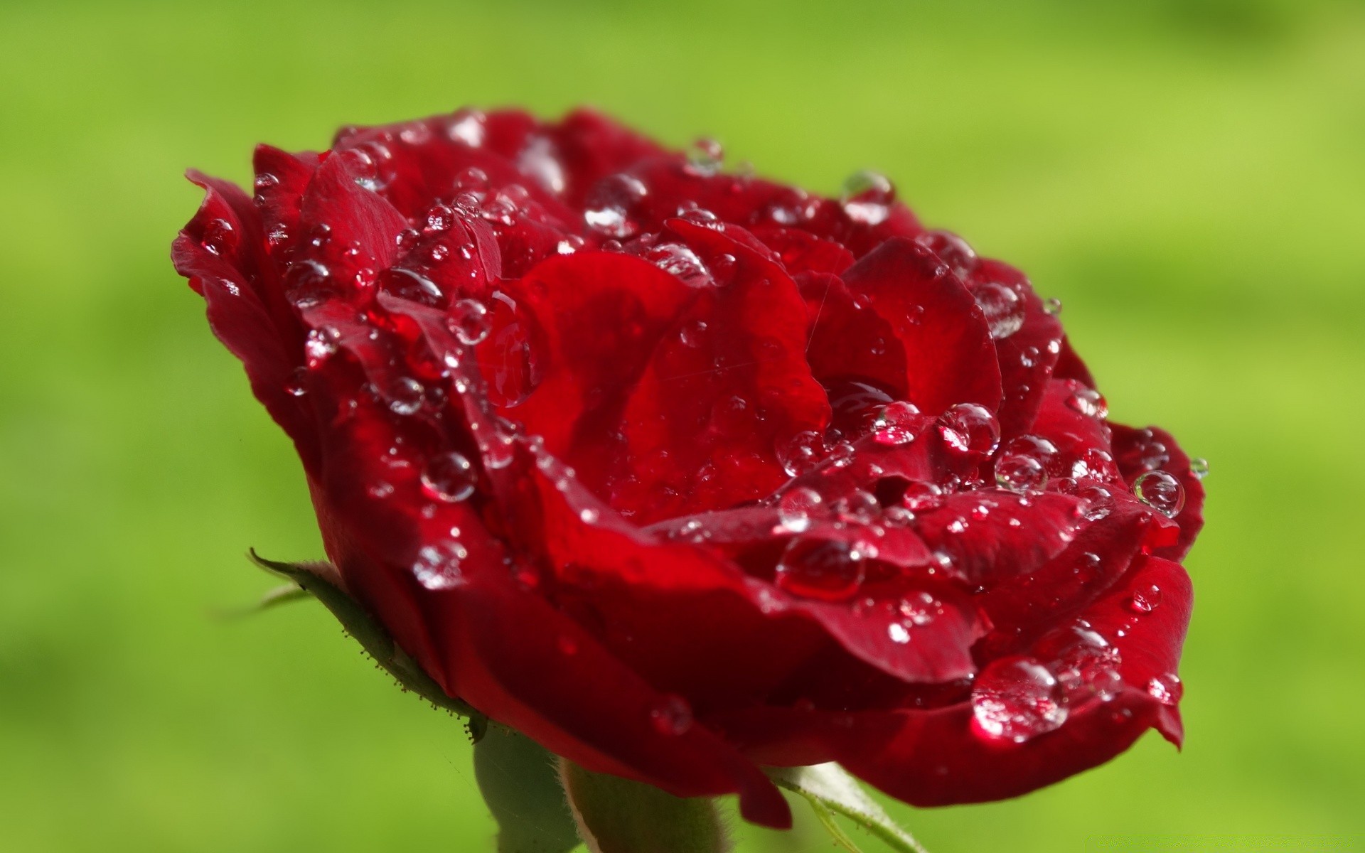 fiori natura fiore estate giardino foglia flora rosa colore amore primo piano luminoso rugiada bella freschezza caduta