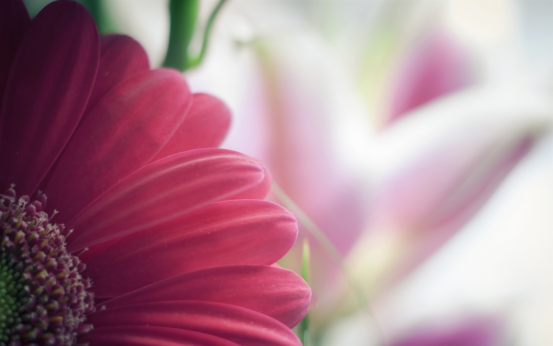 flowers flower flora nature color summer garden bright beautiful close-up leaf floral desktop growth