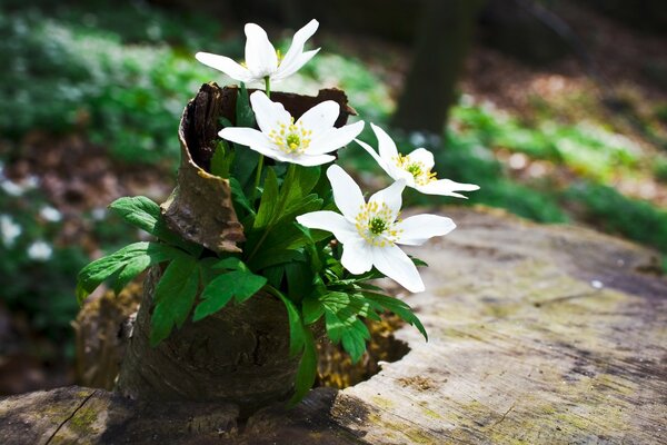 Weiße Blumen auf einem Baumstumpf im Wald. Kleine weiße Blüten