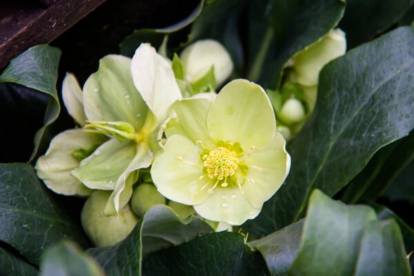 Flores brancas close-up