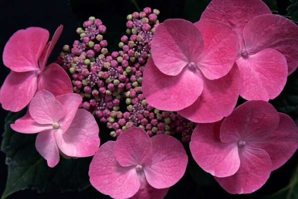 Flores Rosadas del ramo