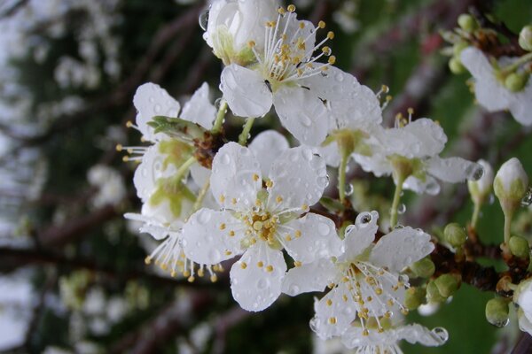 Cherry tree flowers. Nature in spring