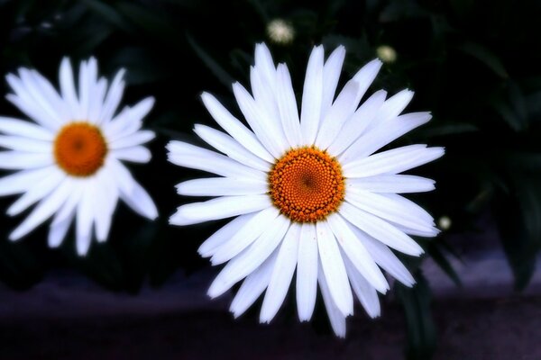 Margaritas blancas. Naturaleza y flores para Escritorio