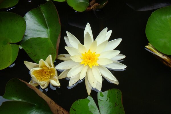 Hojas y flores de loto en el agua