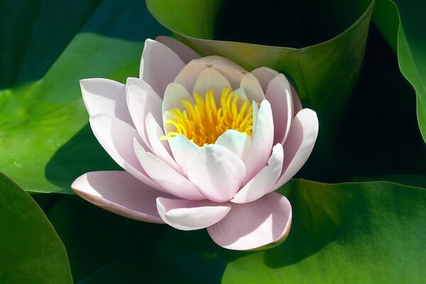 Tropical Lotus Flower fragrance