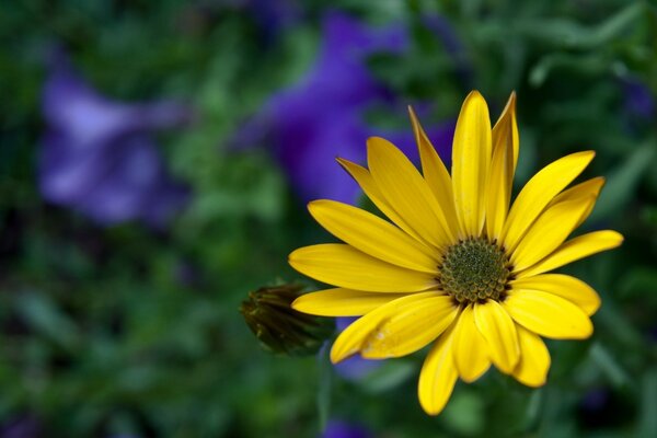 Macrosemka del fiore giallo nel campo due