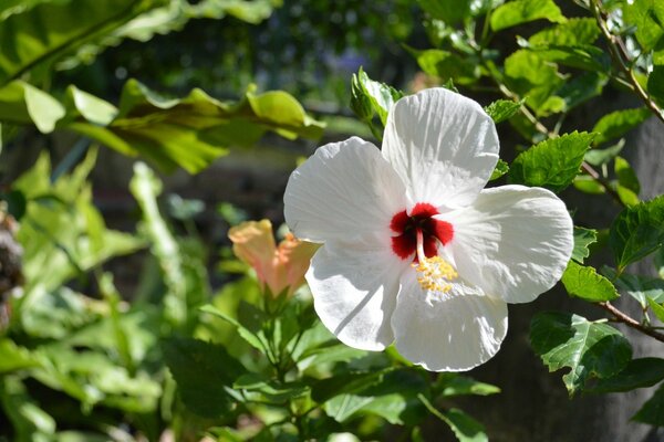 Weiße Blume auf einem Ast