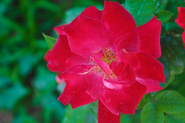 A bright photo of flowers for the desktop