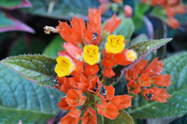 Bela flor laranja. Folhagem verde