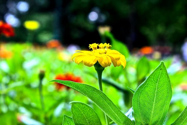 A yellow flower stands in a clearing