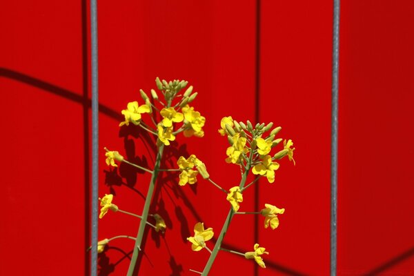 Fiori gialli su sfondo rosso