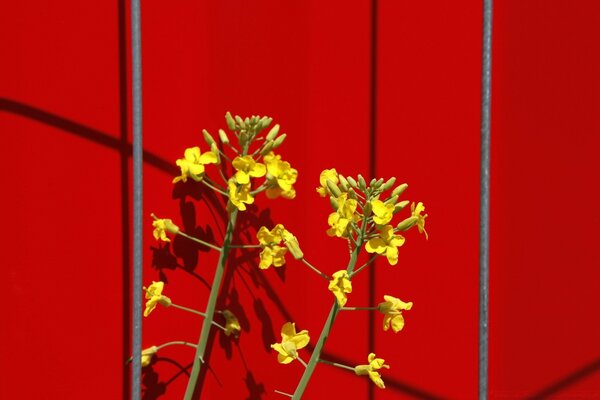 红色背景上的黄色花朵