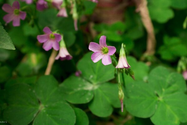 Clover. A flower for happiness for the desktop