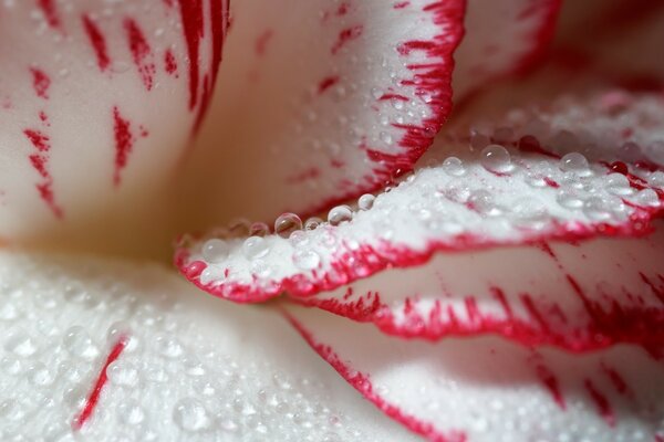 Macro shooting of a white-painted rose with dew