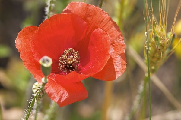 Field poppies. Red flowers in nature