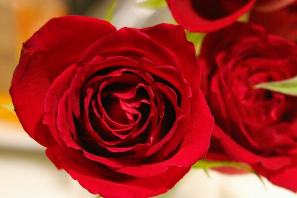 Bouquet de roses sur un bandeau