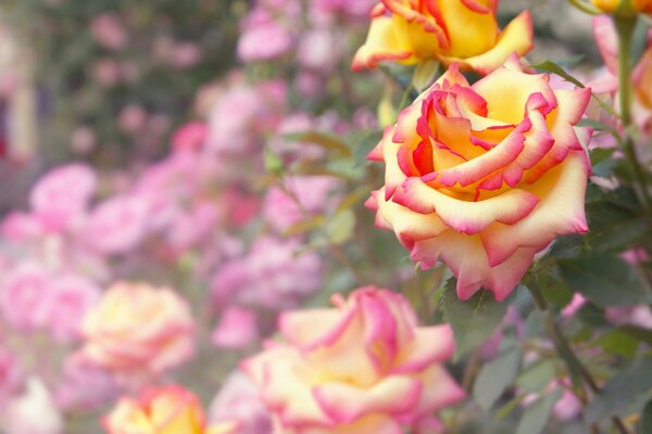 Live orange rose in the garden