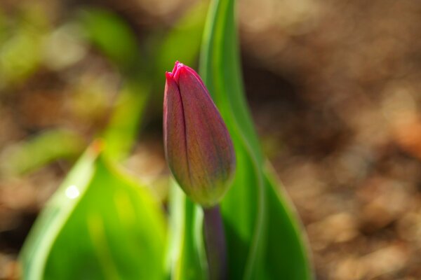 Spring flower wallpaper for the screen