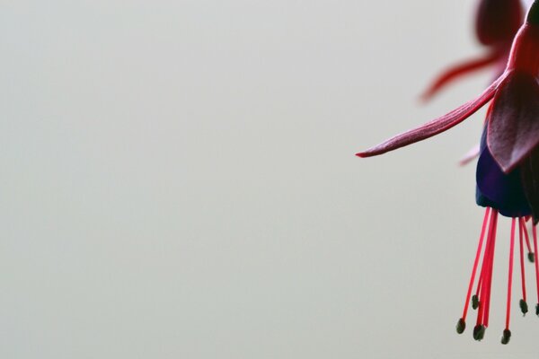 A flower with long red stamens