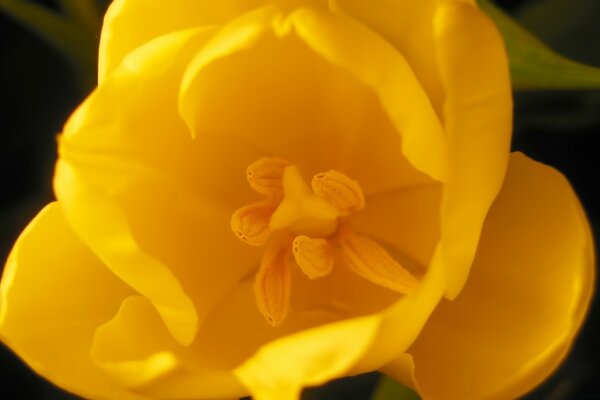 Gelbe Blume auf dunklem Hintergrund