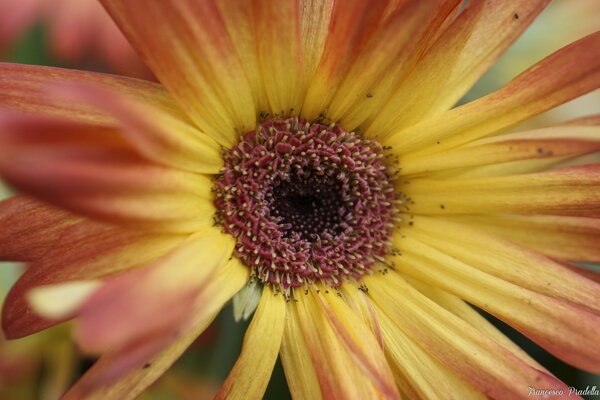Güzel bir çiçek. Flora. Sarı papatya