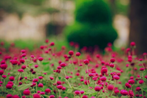 Ein großes Feld von rosa Blüten