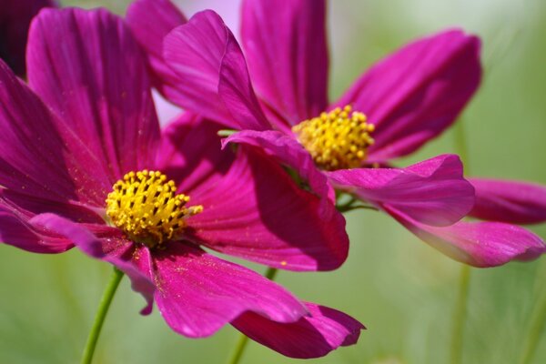 Macroscópica de la flor de la flora en el campo