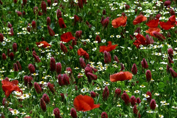 Bardenblüten und Gänseblümchen auf dem Feld