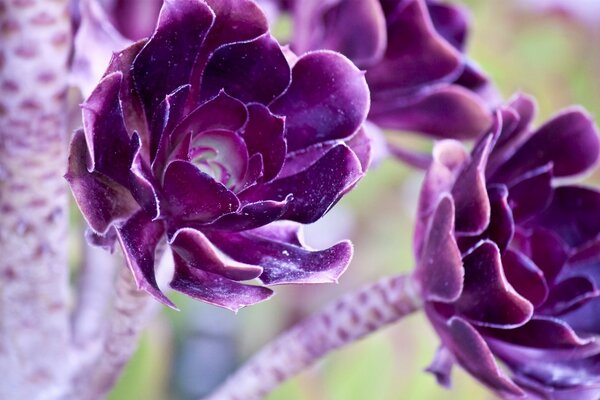 Unusual purple flowers close-up