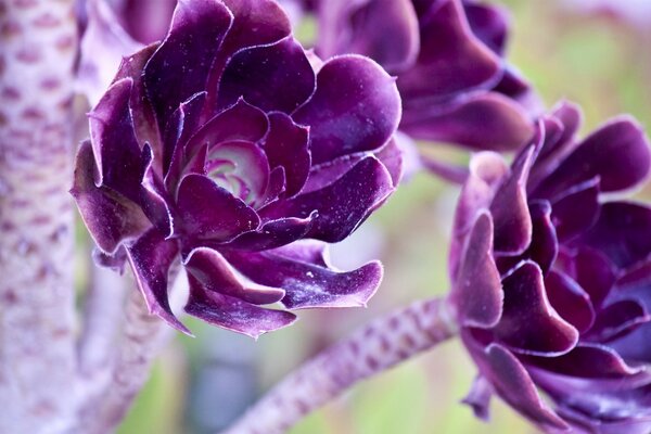 Необычные фиолетовые цветы крупным планом