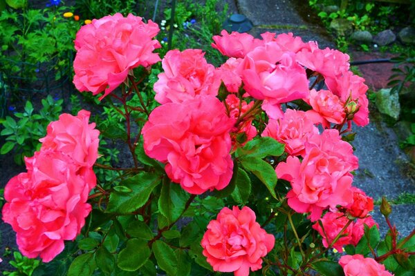 Fleurs roses dans un jardin verdoyant