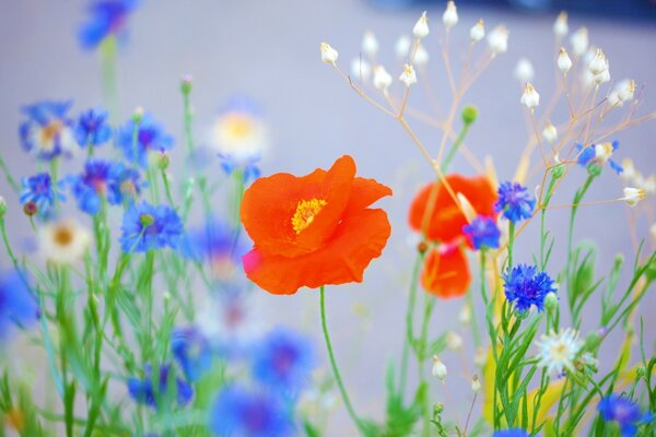 Wildflowers. Natural plants