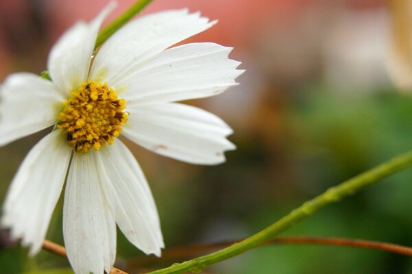 White cosmea on a blurry background