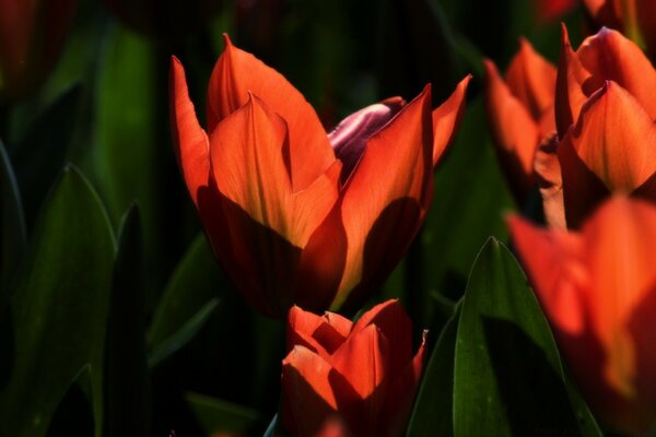 Red tulips. Floristry. Nature