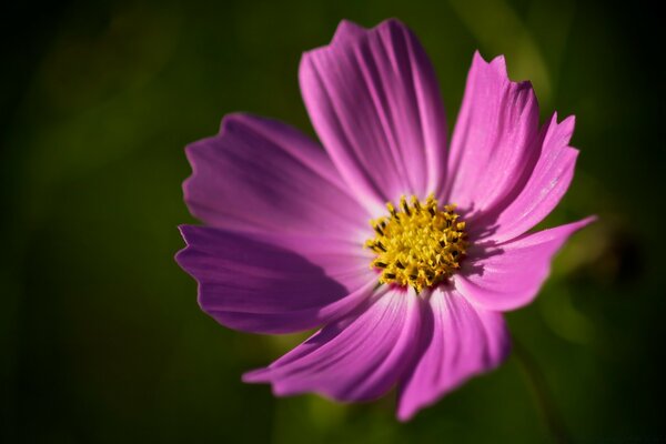 Macro shooting of a yellow flower three