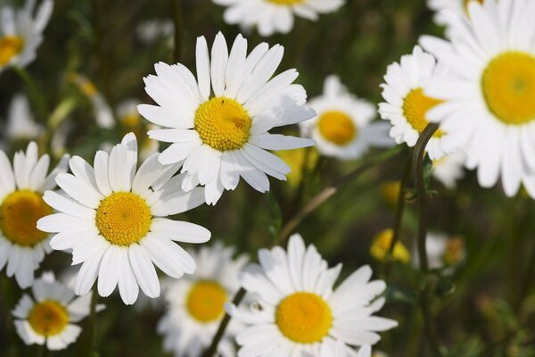 Viele weiße schöne Gänseblümchen