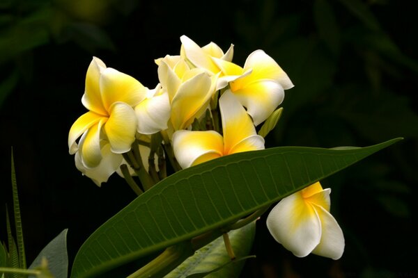 Flor tropical macro en el campo