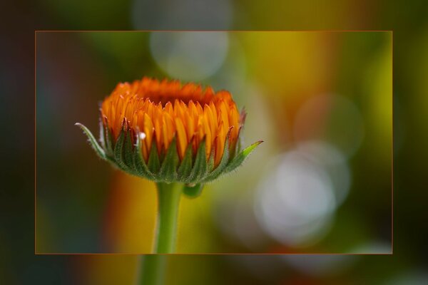 Ungelöste Blume in gelber Farbe