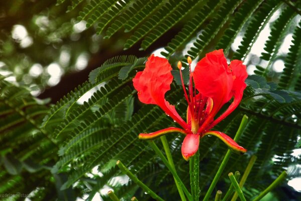 Naturaleza. Cepa. Flor de helecho