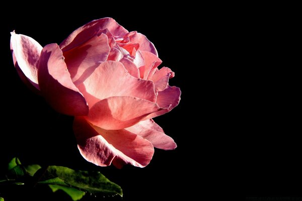 Pink rose on a black background