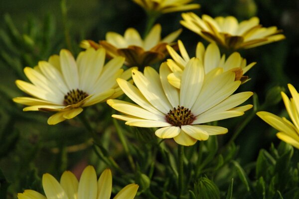 Spring flowers on wallpaper