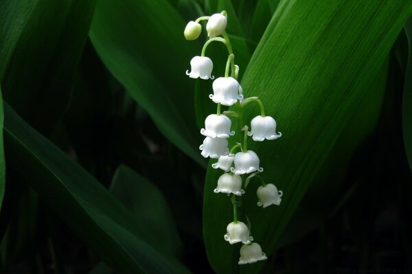 Beautiful lilies of the valley, green leaves