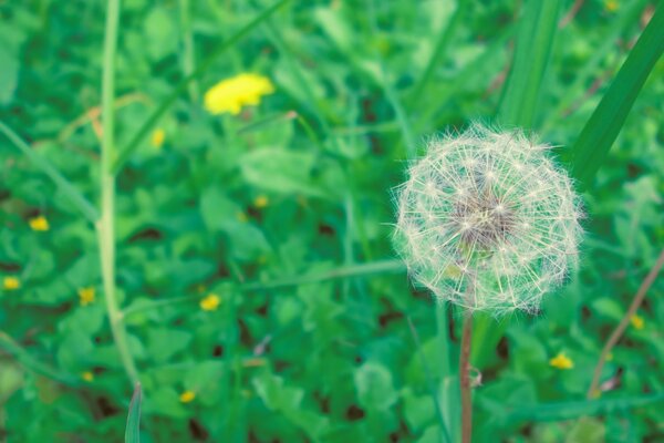 Löwenzahnblumen-Makroaufnahme im Feld