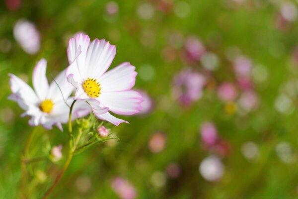 Bella Cosmea. Radura estiva. Verdi dell estate