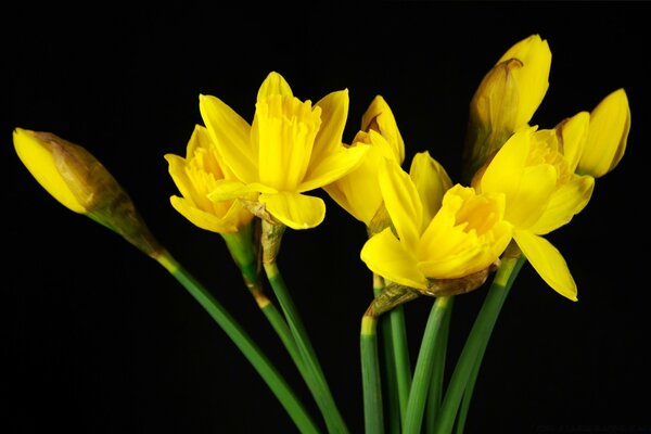 Narcisos amarillos brillantes sobre fondo negro