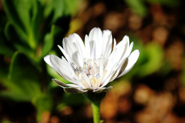 Flor blanca en un mundo oscuro