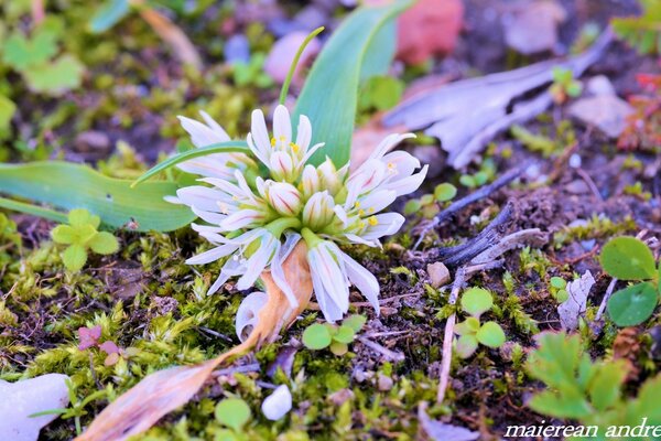 Die Blume breitete ihr Blatt auf dem Boden aus