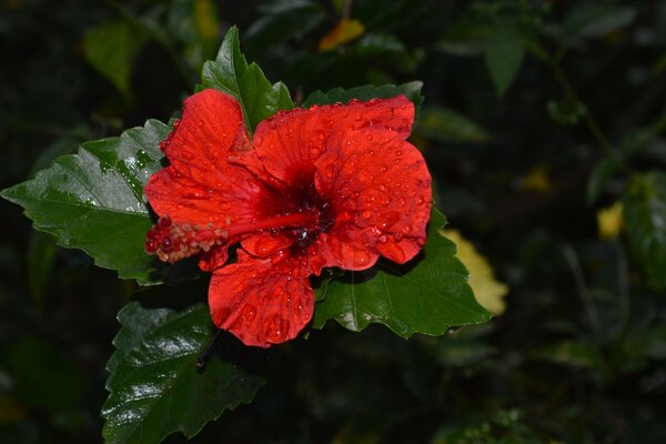 Rote Blume mit nassen Blättern auf dunklem Hintergrund