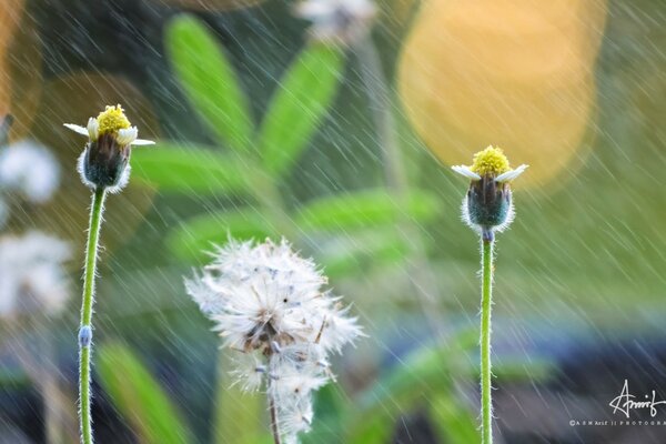 Wildblumen im Freien