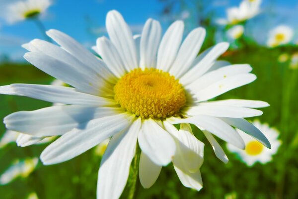 Kamillenfeld. Foto von Blumen für Bildschirmschoner auf dem Desktop